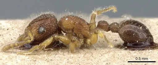 Tetramorium lanuginosum specimen CASENT0904798 image casent0904798_3