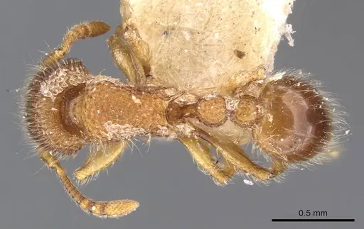 Tetramorium lanuginosum specimen CASENT0909094 image casent0909094_1