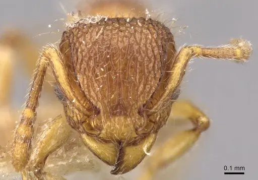Tetramorium lanuginosum specimen CASENT0909094 image casent0909094_2