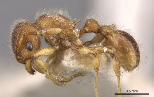 Tetramorium lanuginosum specimen CASENT0909094 image casent0909094_3