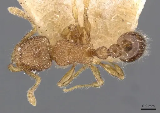 Tetramorium lanuginosum specimen CASENT0909095 image casent0909095_1