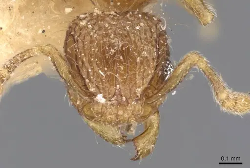 Tetramorium lanuginosum specimen CASENT0909095 image casent0909095_2
