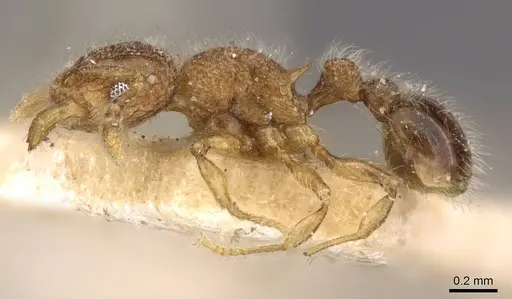 Tetramorium lanuginosum specimen CASENT0909095 image casent0909095_3