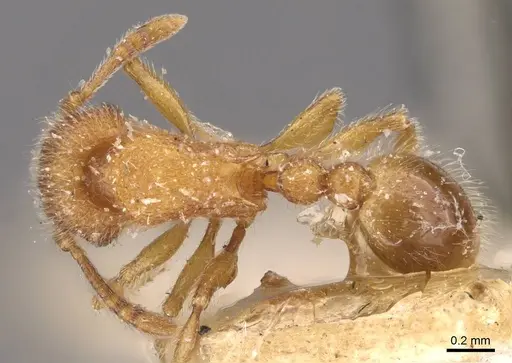 Tetramorium lanuginosum specimen CASENT0909096 image casent0909096_1