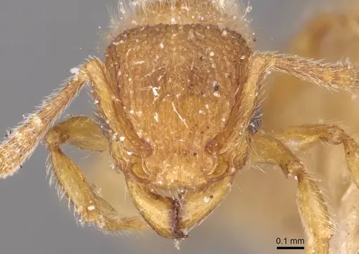Tetramorium lanuginosum specimen CASENT0909096 image casent0909096_2