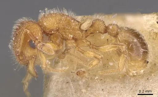 Tetramorium lanuginosum specimen CASENT0909096 image casent0909096_3