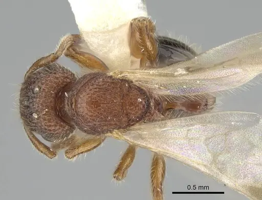 Tetramorium lanuginosum specimen CASENT0919924 image casent0919924_1