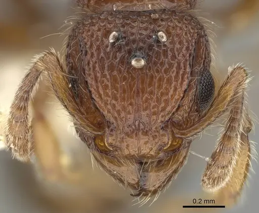 Tetramorium lanuginosum specimen CASENT0919924 image casent0919924_2