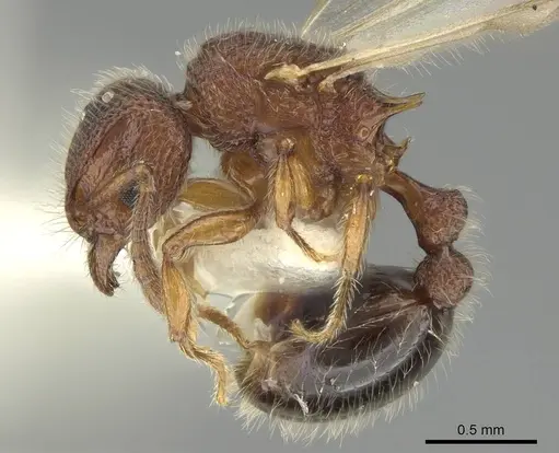 Tetramorium lanuginosum specimen CASENT0919924 image casent0919924_3