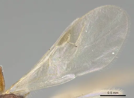 Tetramorium lanuginosum specimen CASENT0919924 image casent0919924_4