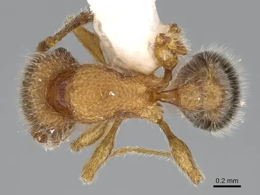 Tetramorium lanuginosum specimen CASENT0919925 image casent0919925_1