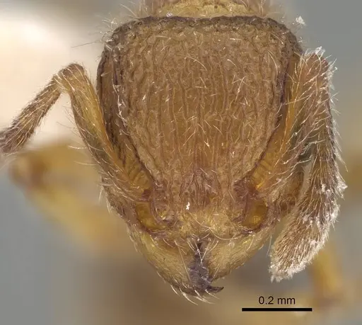 Tetramorium lanuginosum specimen CASENT0919925 image casent0919925_2