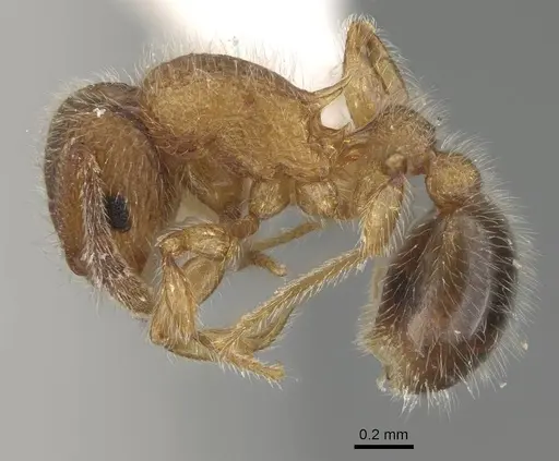 Tetramorium lanuginosum specimen CASENT0919925 image casent0919925_3