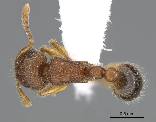 Tetramorium lanuginosum specimen CASENT0922287 image casent0922287_1