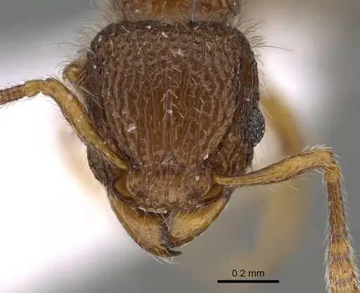 Tetramorium lanuginosum specimen CASENT0922287 image casent0922287_2