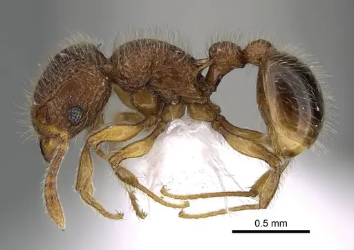 Tetramorium lanuginosum specimen CASENT0922287 image casent0922287_3
