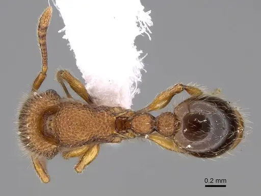 Tetramorium lanuginosum specimen CASENT0922857 image casent0922857_1