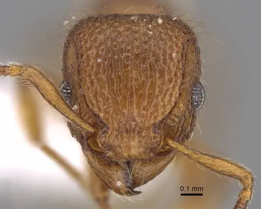 Tetramorium lanuginosum specimen CASENT0922857 image casent0922857_2