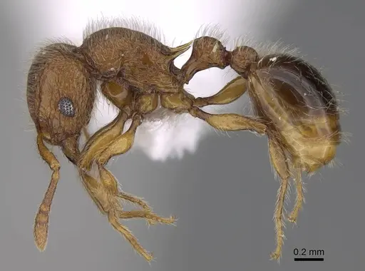 Tetramorium lanuginosum specimen CASENT0922857 image casent0922857_3