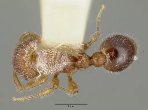 Tetramorium lanuginosum specimen CASTYPE06959-01 image castype06959-01_1