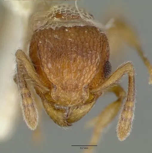 Tetramorium lanuginosum specimen CASTYPE06959-01 image castype06959-01_2