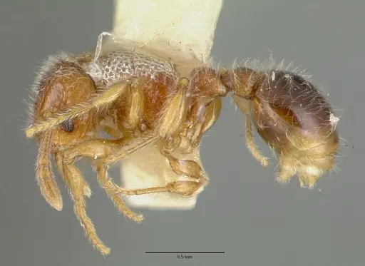 Tetramorium lanuginosum specimen CASTYPE06959-01 image castype06959-01_3