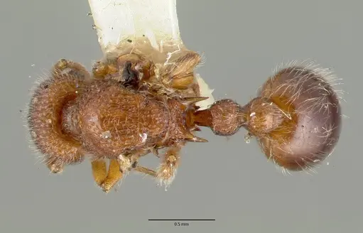Tetramorium lanuginosum specimen CASTYPE06959-02 image castype06959-02_1
