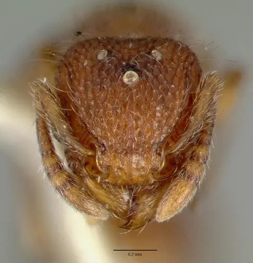 Tetramorium lanuginosum specimen CASTYPE06959-02 image castype06959-02_2