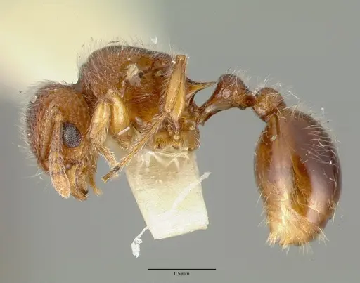 Tetramorium lanuginosum specimen CASTYPE06959-02 image castype06959-02_3