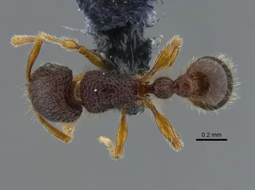 Tetramorium lanuginosum specimen CBUMAGENT41967 image cbumagent41967_1