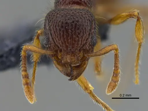 Tetramorium lanuginosum specimen CBUMAGENT41967 image cbumagent41967_2