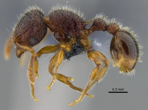 Tetramorium lanuginosum specimen CBUMAGENT41967 image cbumagent41967_3