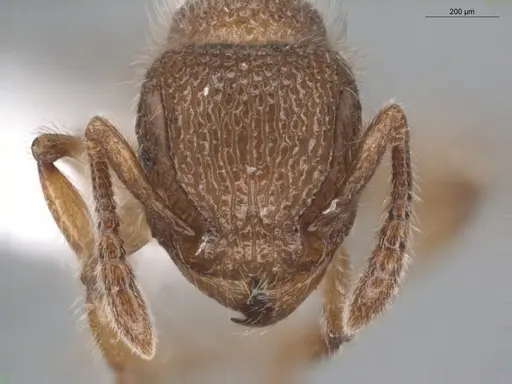 Tetramorium lanuginosum specimen ECOFOG-BUG-0397-05 image ecofog-bug-0397-05_2