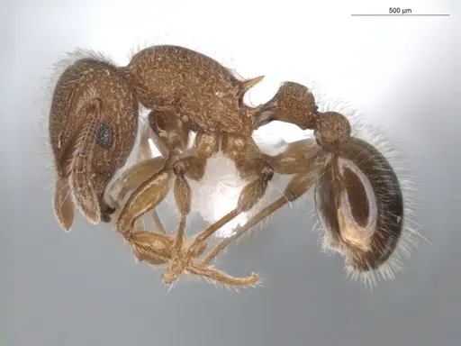 Tetramorium lanuginosum specimen ECOFOG-BUG-0397-05 image ecofog-bug-0397-05_3