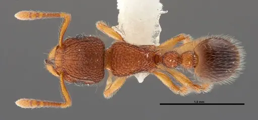 Tetramorium lanuginosum specimen FMNHINS0000088655 image fmnhins0000088655_1