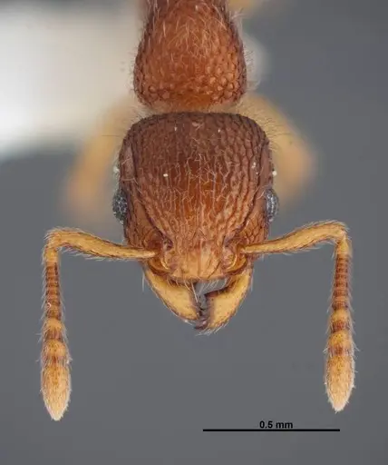 Tetramorium lanuginosum specimen FMNHINS0000088655 image fmnhins0000088655_2