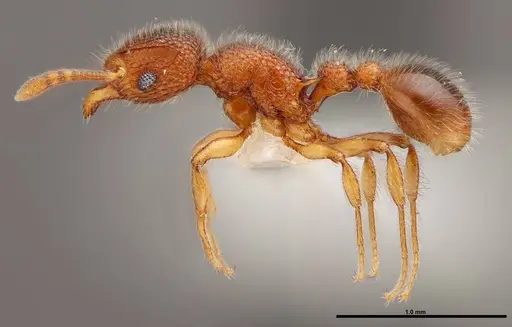 Tetramorium lanuginosum specimen FMNHINS0000088655 image fmnhins0000088655_3