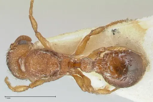 Tetramorium lanuginosum specimen FOCOL2058 image focol2058_1
