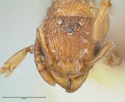 Tetramorium lanuginosum specimen FOCOL2058 image focol2058_2