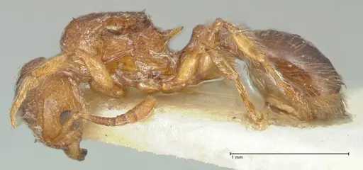 Tetramorium lanuginosum specimen FOCOL2058 image focol2058_3