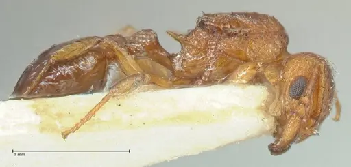 Tetramorium lanuginosum specimen FOCOL2058 image focol2058_4