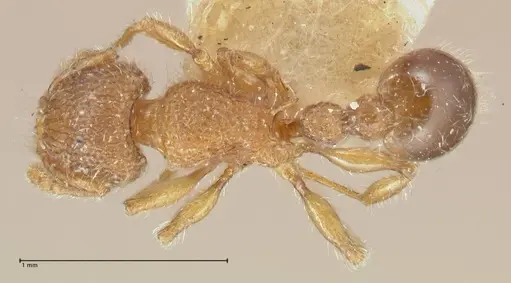 Tetramorium lanuginosum specimen FOCOL2059 image focol2059_1
