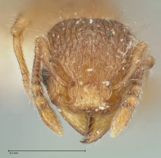 Tetramorium lanuginosum specimen FOCOL2059 image focol2059_2