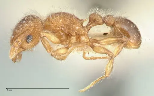Tetramorium lanuginosum specimen FOCOL2059 image focol2059_3