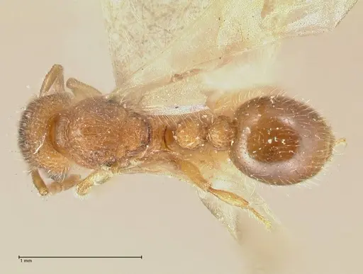 Tetramorium lanuginosum specimen FOCOL2060 image focol2060_1