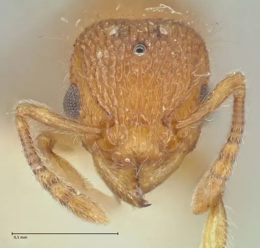 Tetramorium lanuginosum specimen FOCOL2060 image focol2060_2