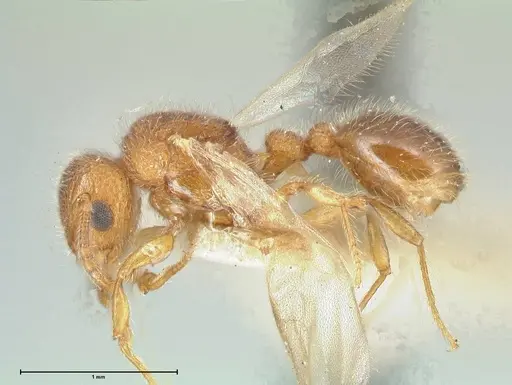 Tetramorium lanuginosum specimen FOCOL2060 image focol2060_3