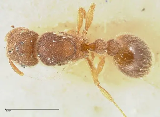 Tetramorium lanuginosum specimen FOCOL2063 image focol2063_1