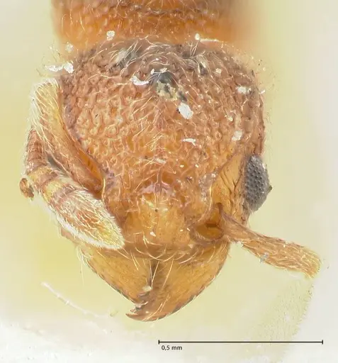 Tetramorium lanuginosum specimen FOCOL2063 image focol2063_2