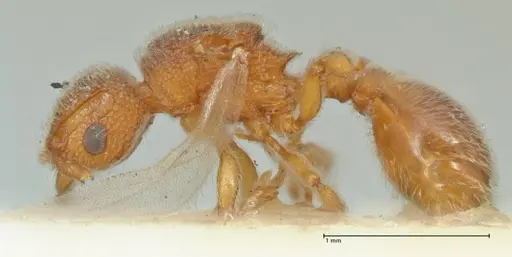 Tetramorium lanuginosum specimen FOCOL2063 image focol2063_3
